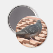 Pigeon Magnet (Vorderseite/Rückseite)