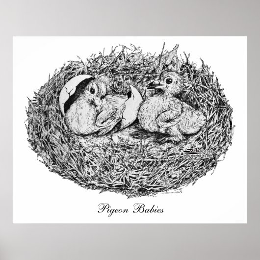Pigeon Nest Babies Poster (Vorne)