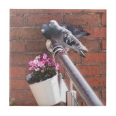 Pigeon Pair und Rote Steinbrech Blume Fliese (Vorderseite)