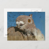 Pigeon Poetry Postkarte (Vorne/Hinten)