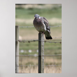 Pigeon Post Poster