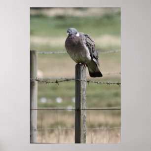 Pigeon Post Poster