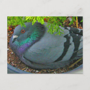 Pigeon Postcard Postkarte