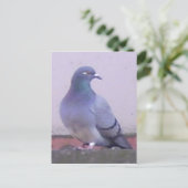 Pigeon Postkarte (Stehend Vorderseite)