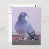 Pigeon Postkarte (Vorne/Hinten)