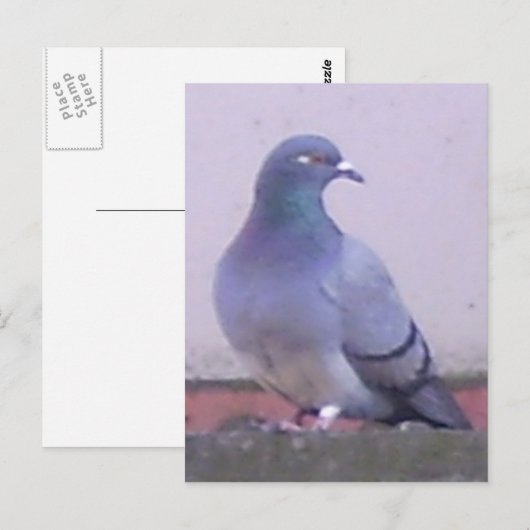 Pigeon Postkarte (Vorne/Hinten)