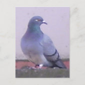 Pigeon Postkarte (Vorderseite)