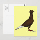 Pigeon Postkarte (Vorne/Hinten)