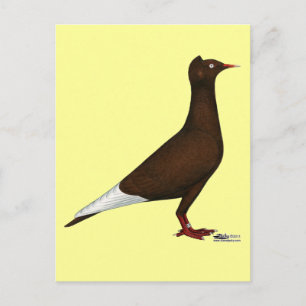 Pigeon Postkarte