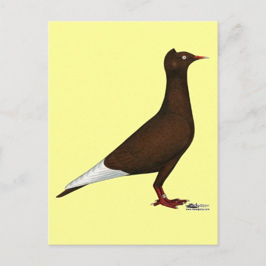 Pigeon Postkarte (Vorderseite)