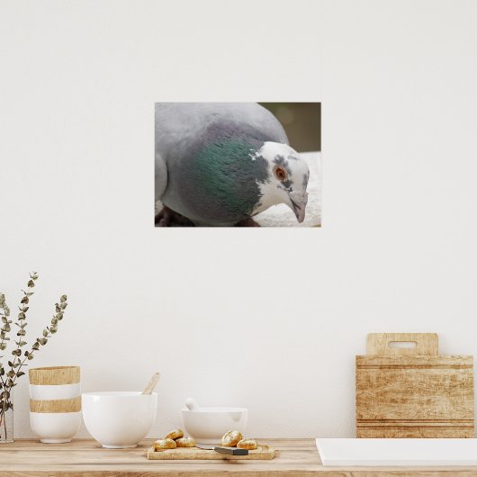 Pigeon Print Poster (Küche)