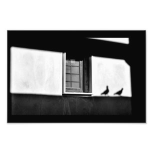 Pigeon Shadows Fotodruck