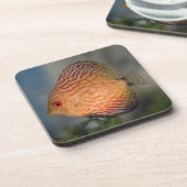 Pigeon Stone Discus Set von 6 Untersetzer (Linke Seite)