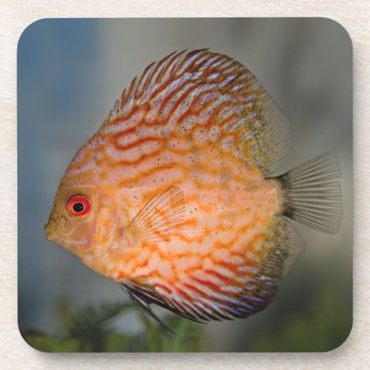Pigeon Stone Discus Set von 6 Untersetzer (Vorderseite)