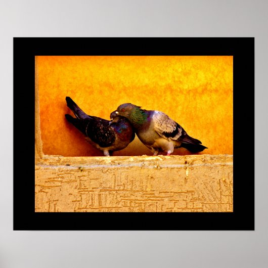 Pigeon Sweethearts Poster (Vorne)