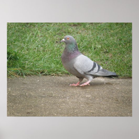Pigeon Toed Poster (Vorne)