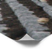 Pigeon Toed - White Pigeon Print Poster (Ecke)