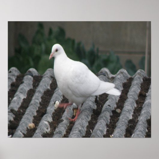 Pigeon Toed - White Pigeon Print Poster (Vorne)