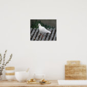 Pigeon Toed - White Pigeon Print Poster (Küche)