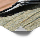 Pigeon Vollfarben-Poster Poster (Ecke)