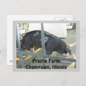 Piggy Post Card Postkarte (Vorne/Hinten)