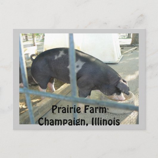 Piggy Post Card Postkarte (Vorderseite)