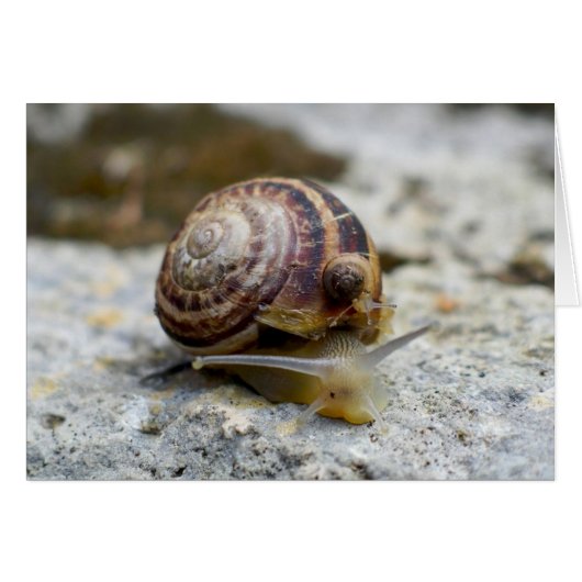 Piggyback Snail Ride (Vorderseite (Horizontal))