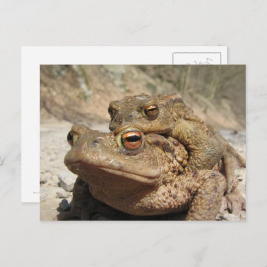 Piggyback Toads Postkarte (Vorne/Hinten)