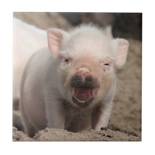 Piglet_2014_1101 Fliese (Vorderseite)