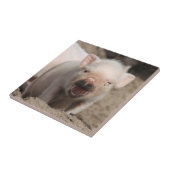 Piglet_2014_1101 Fliese (Seite)