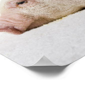 Piglet-Down-Profil Poster (Ecke)