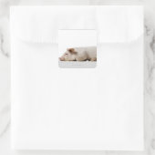 Piglet-Down-Profil Quadratischer Aufkleber (Tasche)