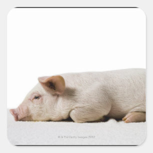 Piglet-Down-Profil Quadratischer Aufkleber