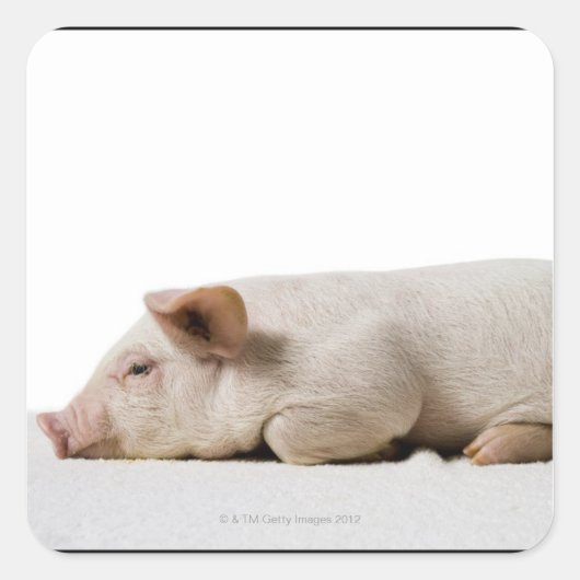 Piglet-Down-Profil Quadratischer Aufkleber (Vorderseite)