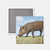 Piglet Eating Magnet (Vorderseite/Rückseite)