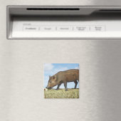 Piglet Eating Magnet (In Situ (Geschirrspüler))