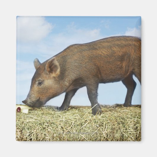 Piglet Eating Magnet (Vorne)
