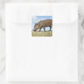 Piglet Eating Quadratischer Aufkleber (Tasche)