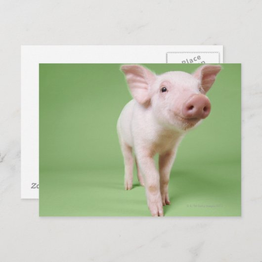Piglet Stehend Postkarte (Vorne/Hinten)