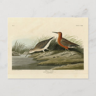 Pigmy Curlew (Sandpiper) Audubon Birds of America Postkarte