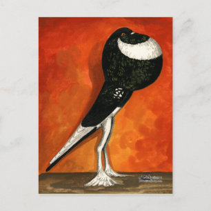 Pigmy Pouter Pigeon Black Pigeon Postkarte