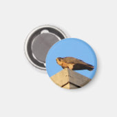 Pigott Magnet (Vorderseite/Rückseite)