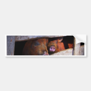 PigPen Pair Peking Schweine Autoaufkleber