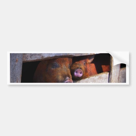 PigPen Pair Peking Schweine Autoaufkleber (Vorne)