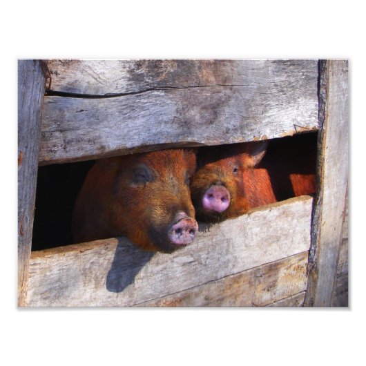 PigPen Pair Peking Schweine Fotodruck (Vorne)