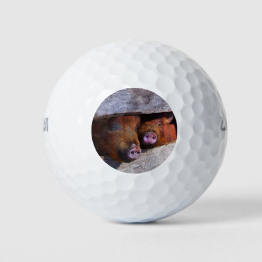PigPen Pair Peking Schweine Golfball (Vorderseite)
