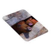 PigPen Pair Peking Schweine Magnet (Rechte Seite)