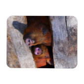 PigPen Pair Peking Schweine Magnet (Horizontal)