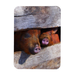 PigPen Pair Peking Schweine Magnet