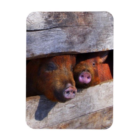 PigPen Pair Peking Schweine Magnet (Vertikal)
